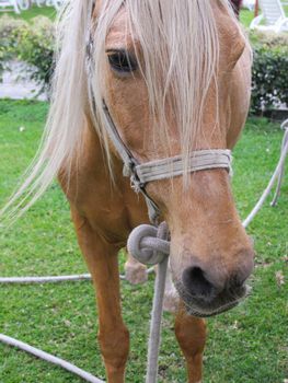 Close up shot of pretty chestnut pony