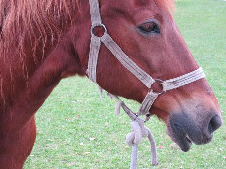 Close up shot of pretty chestnut pony