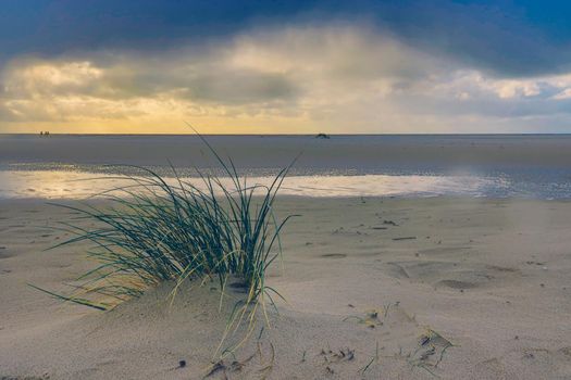 Dunes at the Beach of Amrum, Germany, Europe