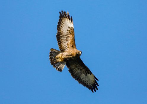 A common buzzard (buteo buteo) against blue sky