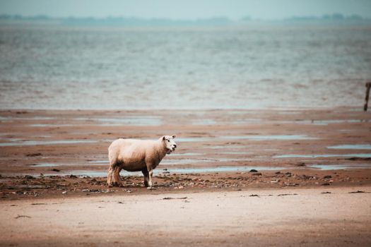 Sheep in the Wadden Sea National Park near the Peninsula Nordstrand, Germany, Europe