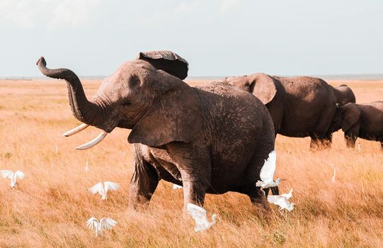 Elephants in Amboseli Nationalpark, Kenya, Africa 