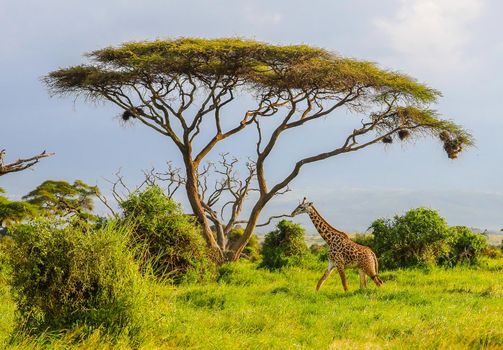 Masai Giraffe, Massai-Giraffe in Amboseli National Park, Kenya, Africa