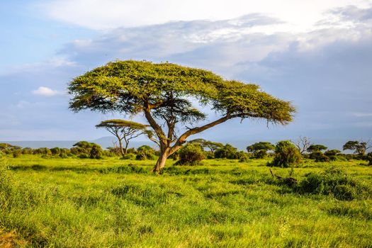Landscape in Amboseli National Park, Kenya, Africa