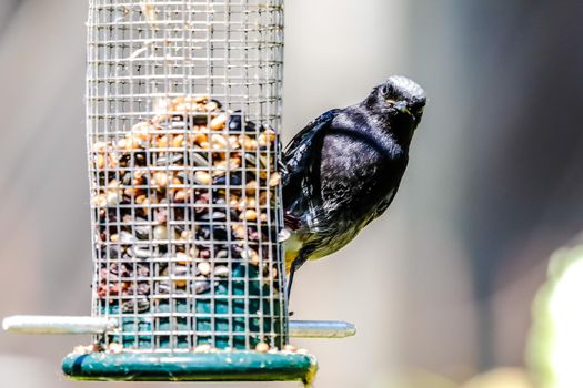 A black redstart at a feeding station