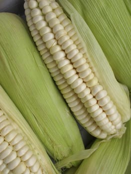 Corn cob background - vegetable collection