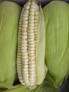 Corn cob background - vegetable collection