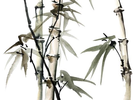 Watercolor illustration of bamboo with leaves on white background. Oriental traditional painting, sumi-e.