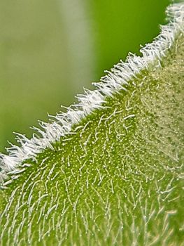 Spring green leaf close up. Leaf texture. Macro nature.