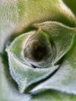 Spring green leaf close up. Leaf texture. Macro nature.