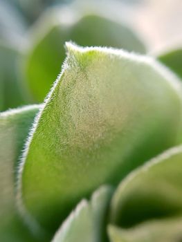 Spring green leaf close up. Leaf texture. Macro nature.