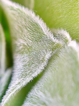 Spring green leaf close up. Leaf texture. Macro nature.