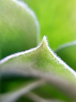 Spring green leaf close up. Leaf texture. Macro nature.