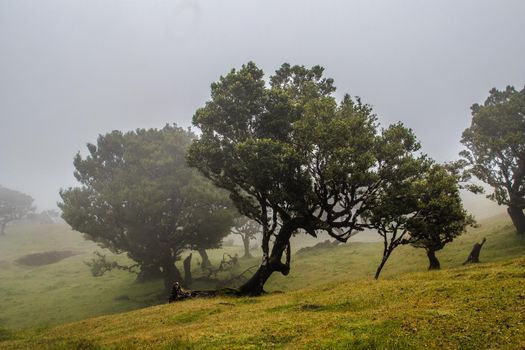 The Laurisilva Forest Fanal, Madeira, Portugal, Europe