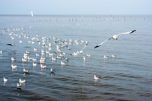 Flock of seagulls, animal in beautiful nature landscapes, many birds floating and flying on water surface of the sea at Bangpu Recreation Center, Famous tourist attraction of Samut Prakan, Thailand
