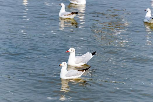 Pair of seagulls, Animal in beautiful nature landscape, Two birds happily floating on the water surface of the sea at Bangpu Recreation Center, Famous tourist attraction of Samut Prakan, Thailand