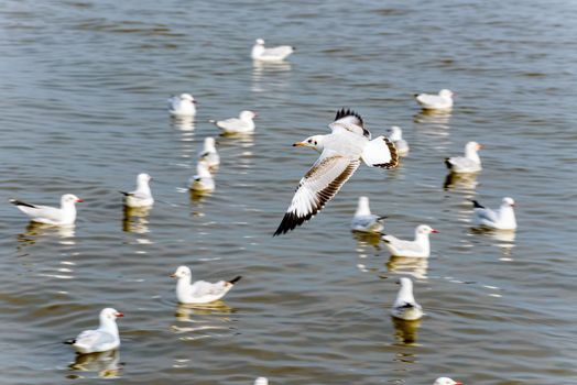 Flock of seagulls, animal in beautiful nature landscapes, many birds floating and flying on water surface of the sea at Bangpu Recreation Center, Famous tourist attraction of Samut Prakan, Thailand