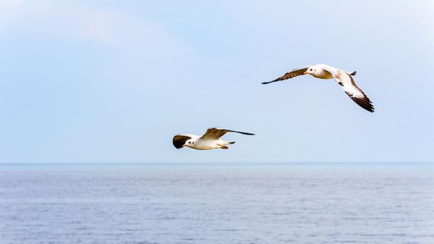 Pair of seagulls, Animal in beautiful natural landscape, Two birds happy flying above the sea water at Bangpu Nature Education Center, Famous tourist attraction of Samut Prakan, Thailand, 16:9