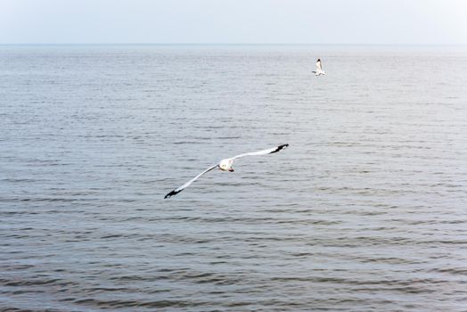 Pair of seagulls, Animal in beautiful natural landscape, Two birds happy flying above the sea water at Bangpu Nature Education Center, Famous tourist attraction of Samut Prakan, Thailand