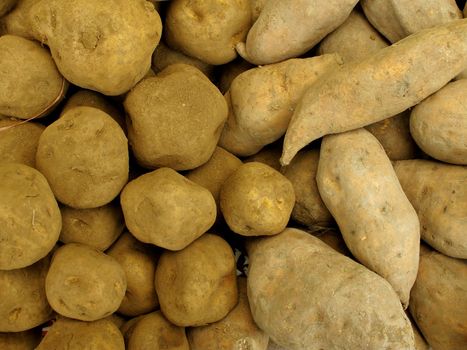 White and Yellow peruvian potato vegetable collection