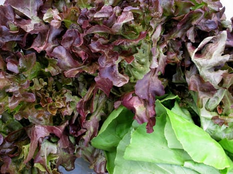 fresh red lettuce background vegetable collection