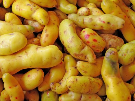 Olluquito background. Peruvian tuber - vegetable collection