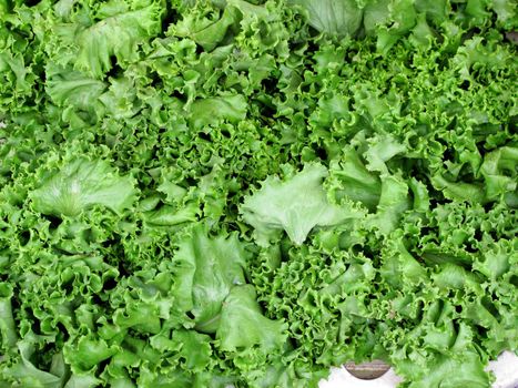 fresh lettuce background vegetable collection