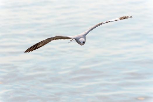 Animal in beautiful nature landscape for background, Closeup front seagull one bird flying happily in the sky on the sea at Bangpu Recreation Center famous tourist attraction of Samut Prakan, Thailand