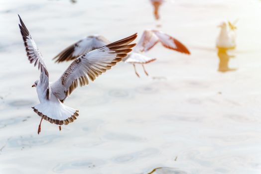 Animal in beautiful nature for background, Close up seagull bird flutter their wings flying on the water surface of the sea colorful sunlight at sunset, Bangpu Recreation Center, Samut Prakan Thailand