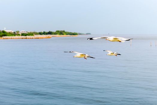 Animal in beautiful nature landscape for background, Close up side view three seagull family bird flying happily on the blue sea in sunset, Bangpu Recreation Center attraction of Samut Prakan Thailand