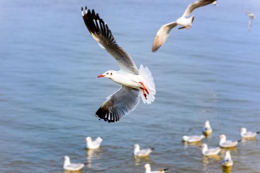 Flock of seagulls, animal in beautiful nature landscapes, many birds floating and flying on water surface of the sea at Bangpu Recreation Center, Famous tourist attraction of Samut Prakan, Thailand