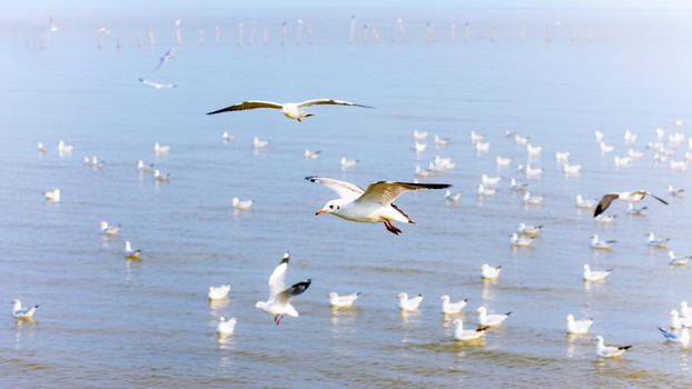 Flock of seagulls, animal in beautiful nature landscapes, many birds floating and flying on water surface of the sea, Bangpu Recreation Center, Famous tourist attraction of Samut Prakan, Thailand,16:9