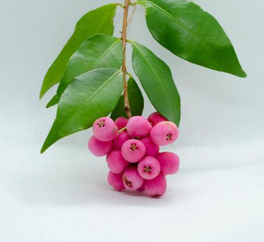Riberry called Syzygium Luehmannii with small leaf Lilly Pilly