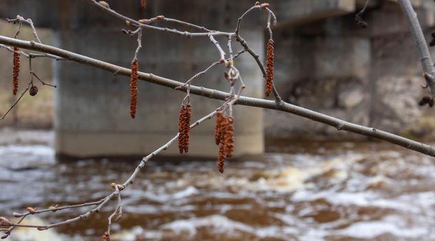 Gray alder male flowers on the background of water. Speckled alder catkins in the foreground and water in the background. A flowering branch of alder in early spring.