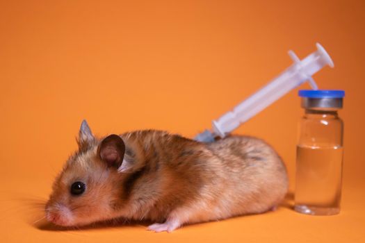 brown hamster - mouse near medical syringe with a needle and bottle-phial isolated on orange background. medical experiments, tests on mice. veterinary. vaccine development. copy space