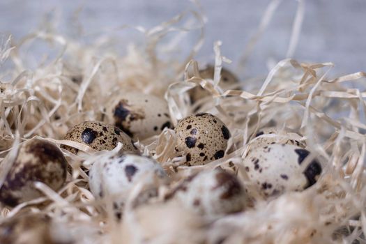 close up of quail eggs in a nest of dry grass. easter eggs. copy space for advertising of food or restaurant menu design.