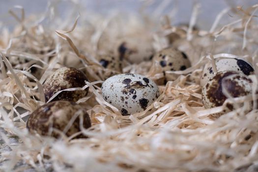 close up of quail eggs in a nest of dry grass. easter eggs. copy space for advertising of food or restaurant menu design.