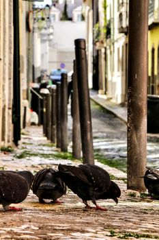 Pigeons eating on a cobblestone street in Lisbon in a sunny day of winter.