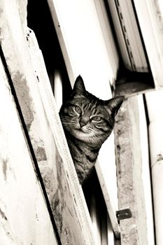 Cat leaning out of a window of an old house in Lisbon