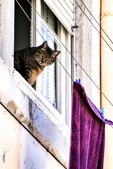 Cat leaning out of a window of an old house in Lisbon