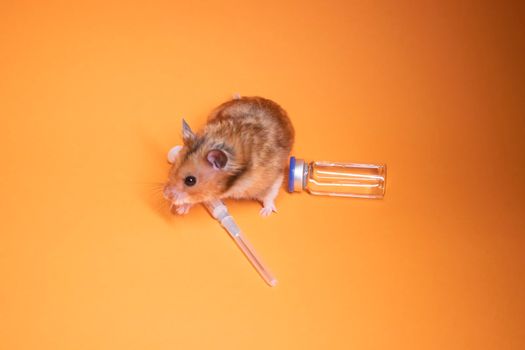 brown hamster - mouse near medical syringe with a needle and bottle-phial isolated on orange background. medical experiments, tests on mice. veterinary. vaccine development. copy space