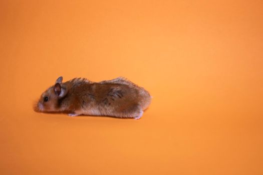 brown hamster mouse isolated on orange background. pest, pet