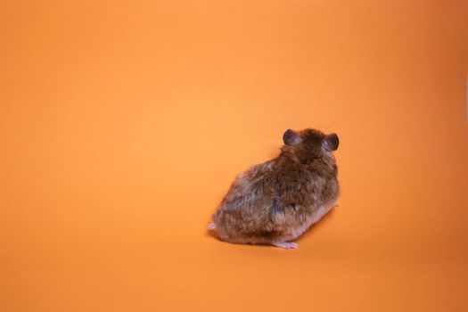 brown hamster mouse isolated on orange background. pest, pet