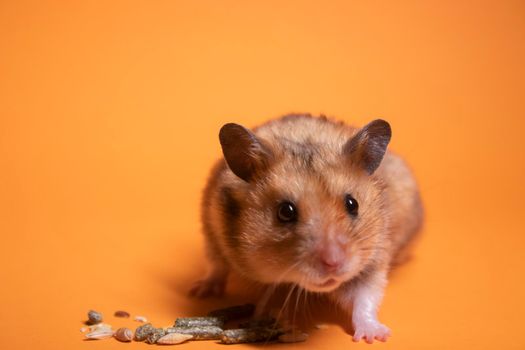 brown hamster mouse eating food for rodents isolated on orange background. pest, pet