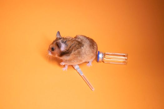 brown hamster - mouse near medical syringe with a needle and bottle-phial isolated on orange background. medical experiments, tests on mice. veterinary. vaccine development. copy space