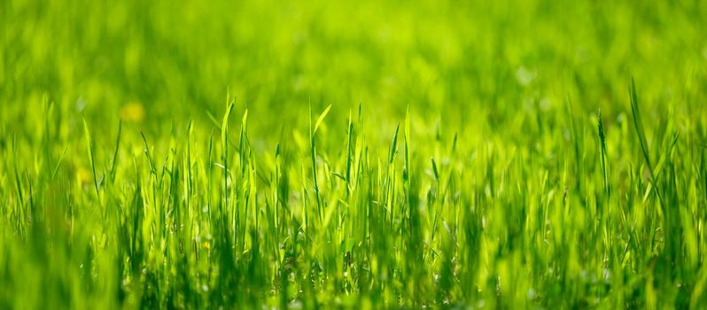 lawn with green lush grass in the park on a spring day, banner