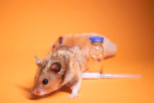 two hamsters-mouse, brown and beige, near medical syringe with a needle and bottle-phial isolated on orange background. medical experiments, tests on mice. veterinary. vaccine development. copy space