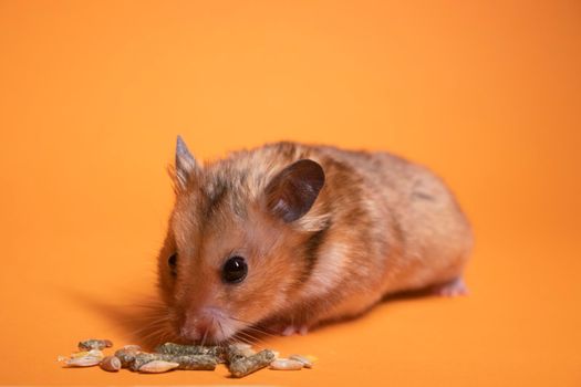 brown hamster mouse eating food for rodents isolated on orange background. pest, pet