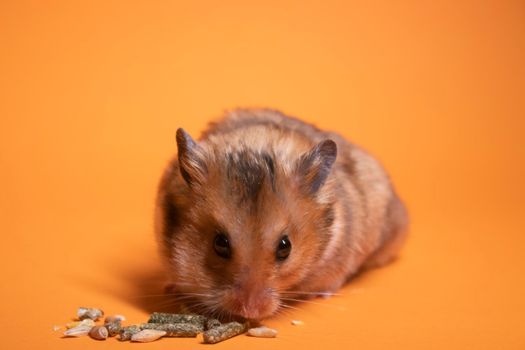 brown hamster mouse eating food for rodents isolated on orange background. pest, pet