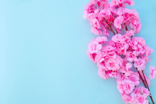 Spring background with pink blossoming cherry tree branch. Sakura flower on light blue background.